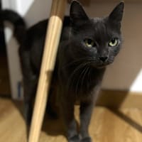 JADE, chatte à adopter