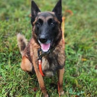 Bolt, chien à adopter