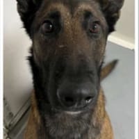 NEO, chien à adopter