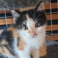 TAÏNA, chatte à adopter