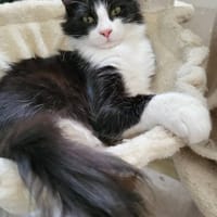 WENDY, chatte à adopter
