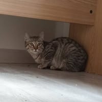 LAYA, chatte à adopter