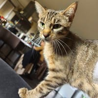 CANNELLE, chat à adopter