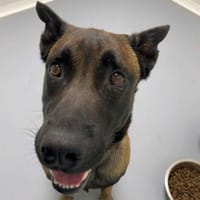 SIMBA, chien à adopter