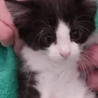 AYOUNE, chat à adopter