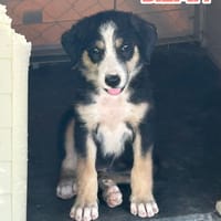 BILMA  (Reyes), chienne à adopter