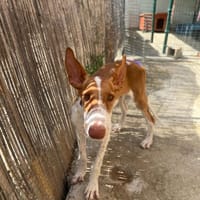 DANZA (Reyes), chienne à adopter
