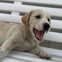DRACO (Reyes), chien à adopter