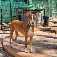 GRETA (Martina), chienne à adopter