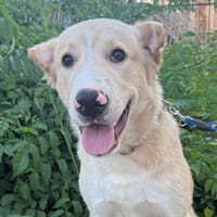 DUKE (Martina), chien à adopter