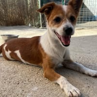 FELIPE (Reyes), chien à adopter