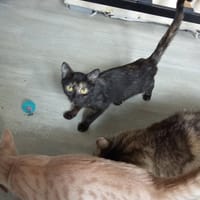 KIWI, chatte à adopter