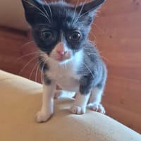 ANATOLE, chat à adopter