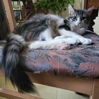LEON, chat à adopter