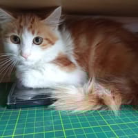 ROCKY, chat à adopter