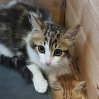 DENVER, chat à adopter