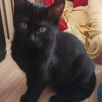 Elif, chatte à adopter