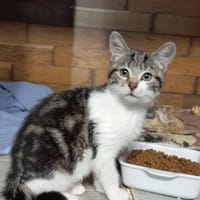 Shaina, chatte à adopter