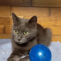 Moona, chatte à adopter
