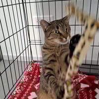 Fahita, kotka do adopcji