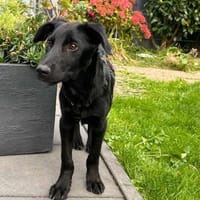 Niedlicher Welpe NEO sucht Zuhause, Hund zur Adoption