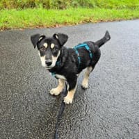 Knuffiger Wirbelwind Mika 5 Monate, Hund zur Adoption