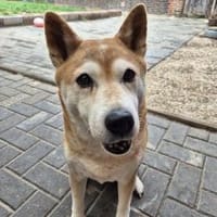 Mika sucht ruhigen Lebensabend, Hündin zur Adoption