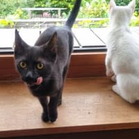 Emil & Moro - Zuh. mit Garten u. Klappe, Kater zur Adoption