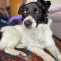 Verträglicher junger Benny, Hund zur Adoption