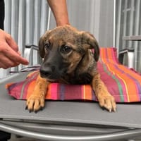 Süsse Maila 5 Monate sucht Familie, Hündin zur Adoption