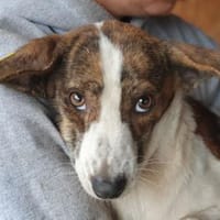 HELEN-bezaubernde Hündin, 42 cm, Hündin zur Adoption
