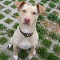 Chewie sucht ruhiges aber aktives Zuhaus, Hund zur Adoption