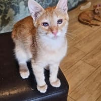 Zuckerschnute Cinnamone, Kater zur Adoption