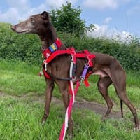 Faru sucht sein Zuhause, Hund zur Adoption