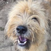 ALVIN-Traumhund-Alarm, 57 cm, Hund zur Adoption