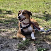 Vita ist noch sehr unsicher, Hündin zur Adoption