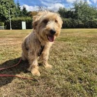 Coco sucht Familie, Hündin zur Adoption