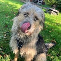 Otty ist aktiv, pfiffig und super!, Hündin zur Adoption