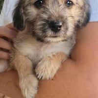 kleines Hundemädchen Lilly, Hündin zur Adoption