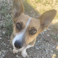 Tanja kleine Hundedame 30 cm 3 Jahre, Hündin zur Adoption