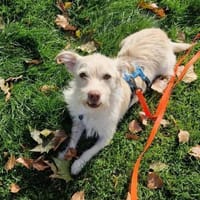 Kleiner Pache sucht Familie, Hund zur Adoption