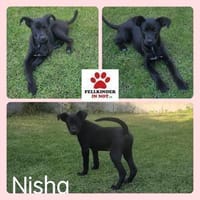Welpe Nisha sucht ein Zuhause, Hündin zur Adoption