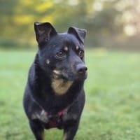 Olek rennt - und chillt hinterher gerne, Hund zur Adoption
