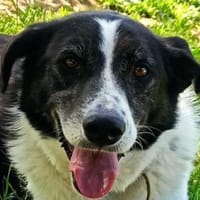 Bim   sucht das Glück, ..., Hund zur Adoption