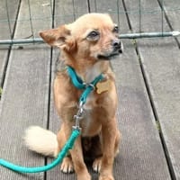 Süße kleine Anett sucht liebes Zuhause, Hündin zur Adoption