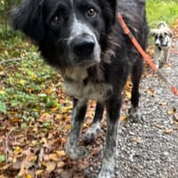Pina eine Seele von Schatz / 82285, Hündin zur Adoption