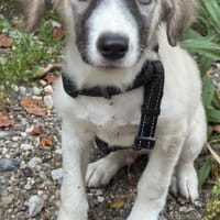 Henry der liebe sanfte Welpe / 82284, Hund zur Adoption