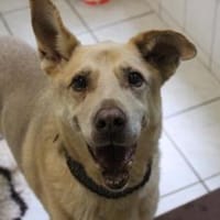 Sultan, ein Seniorsonneschein, Hund zur Adoption