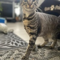 Rosi sucht ihre Dosenöffner, Katze zur Adoption