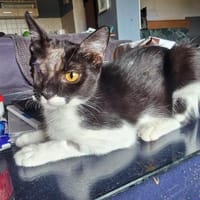 Piratin Anne Bonny sucht sicheren Hafen, Katze zur Adoption